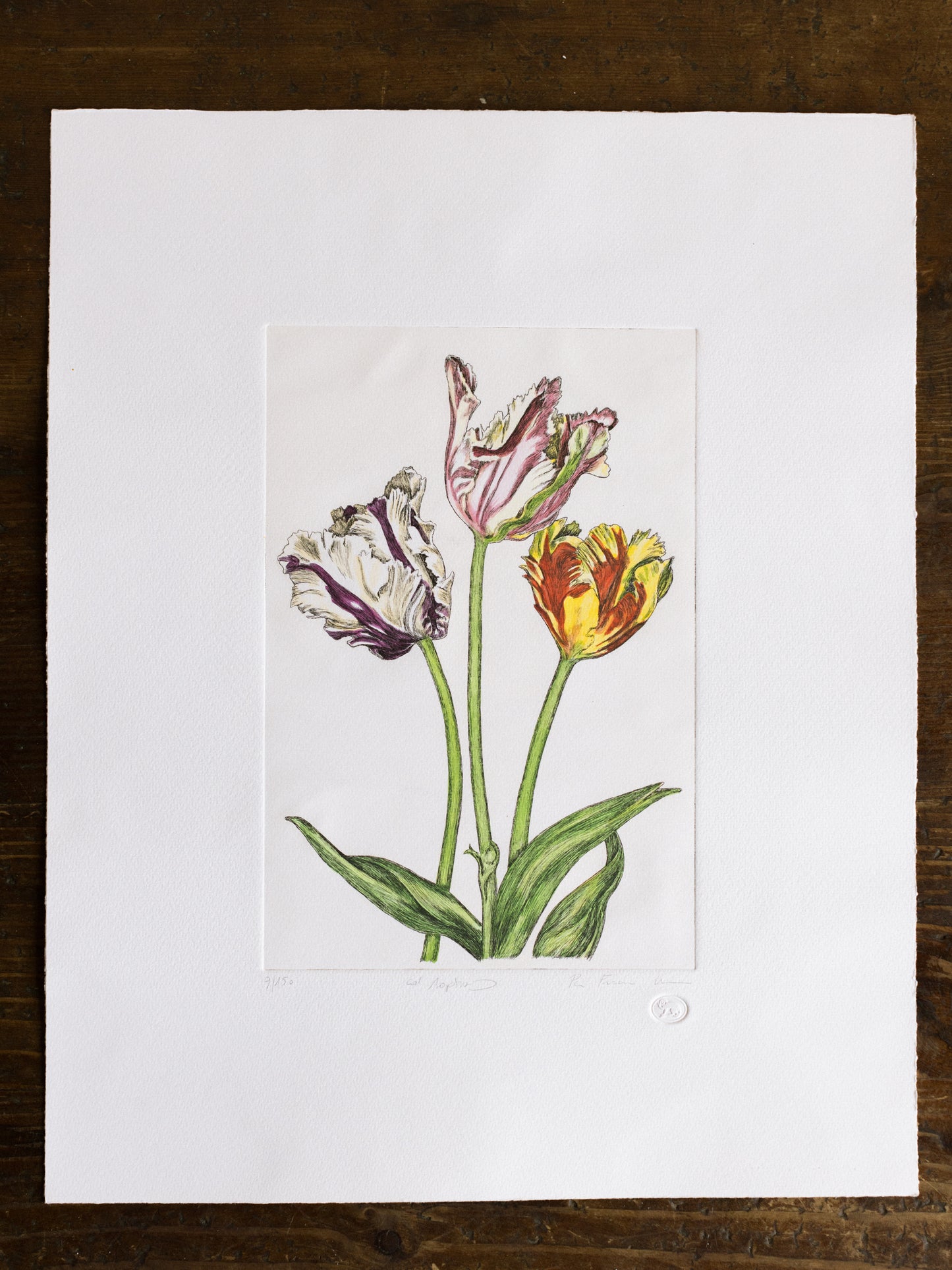 "Tulipani Pappagallo"