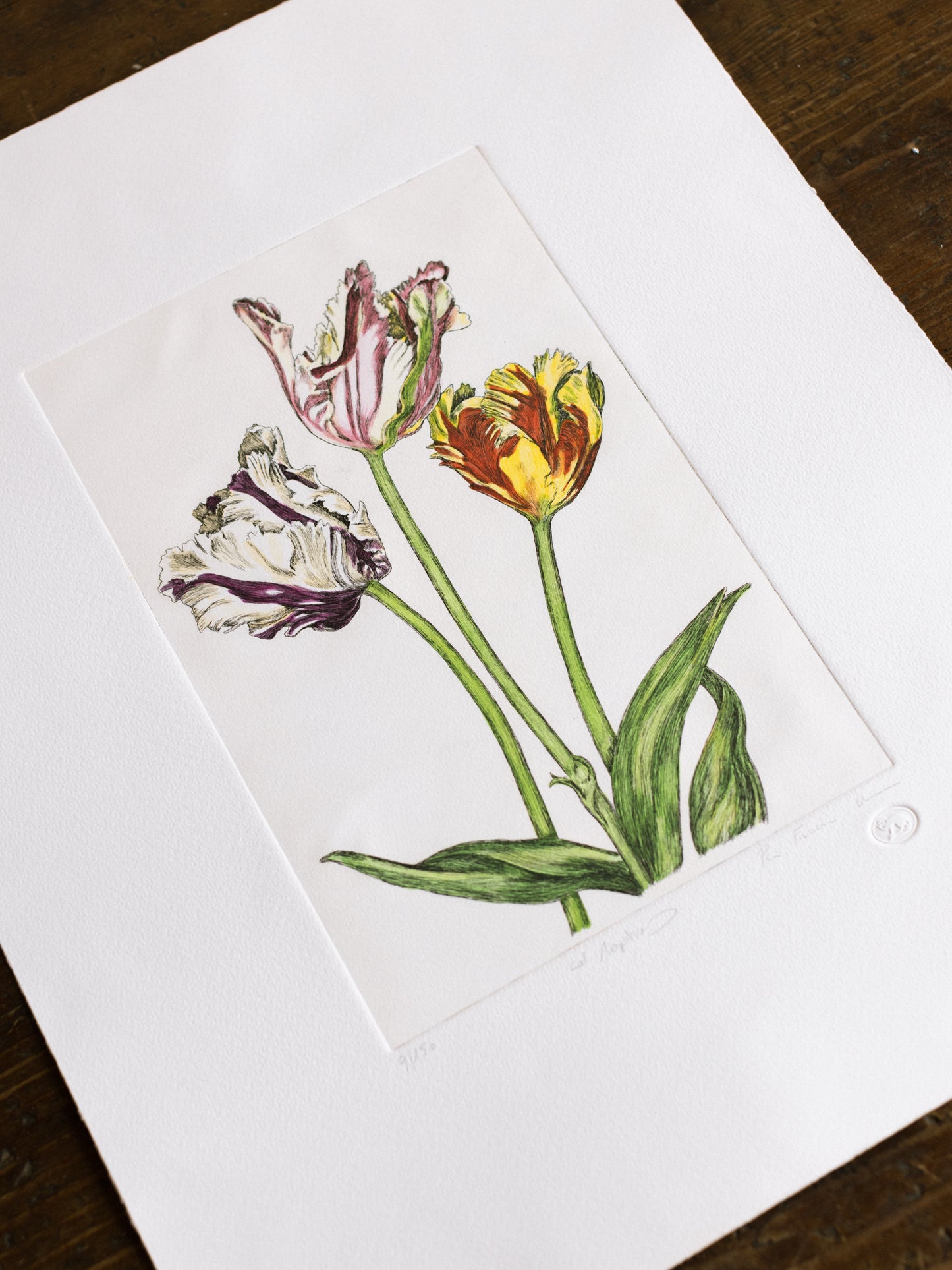 "Tulipani Pappagallo"