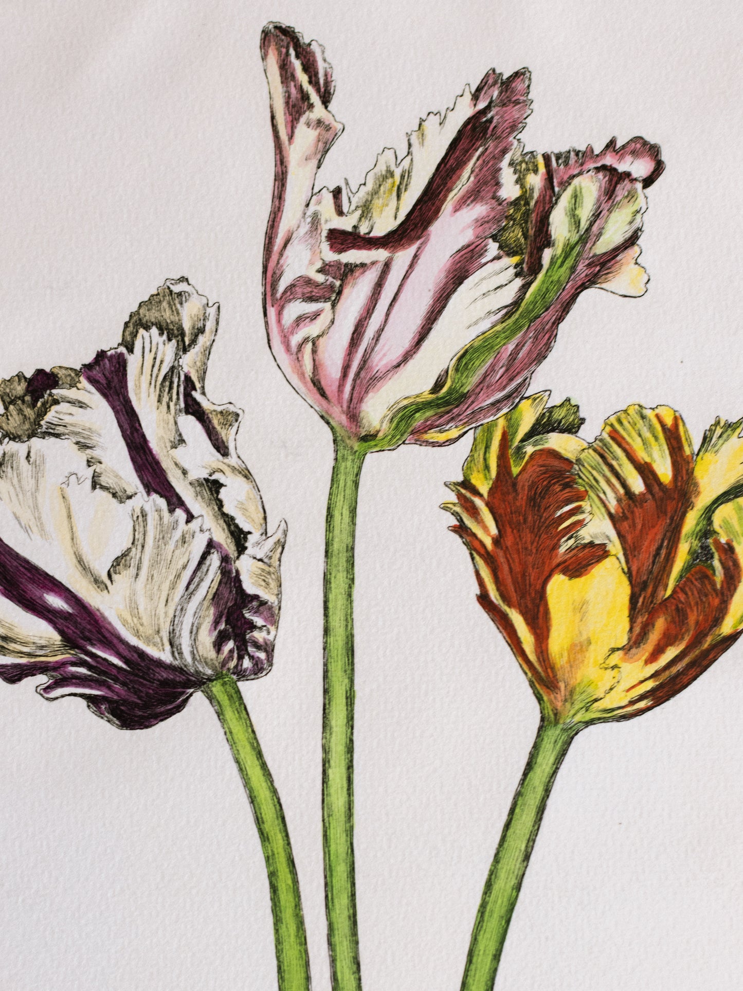 "Tulipani Pappagallo"