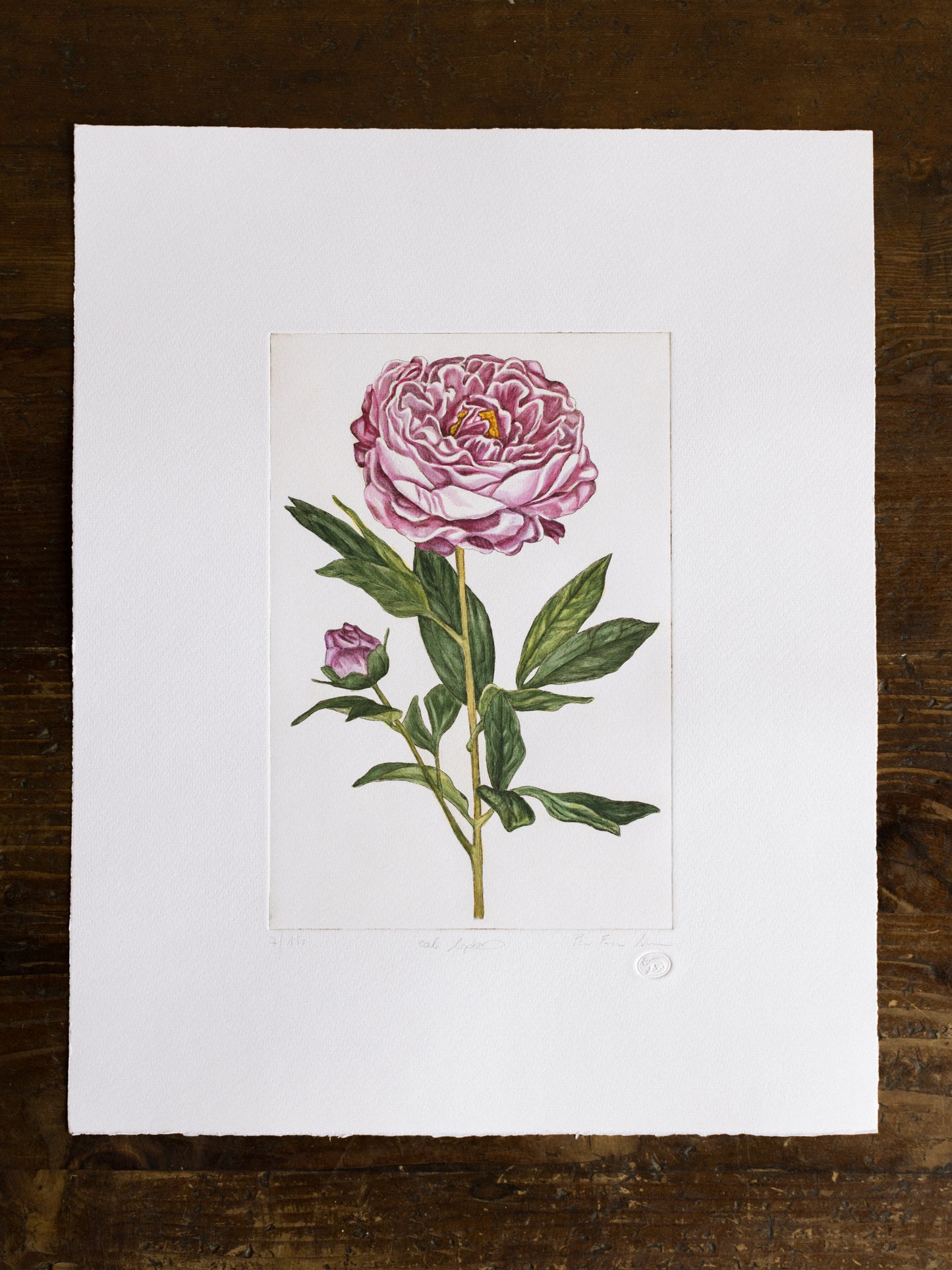 "Peonia"