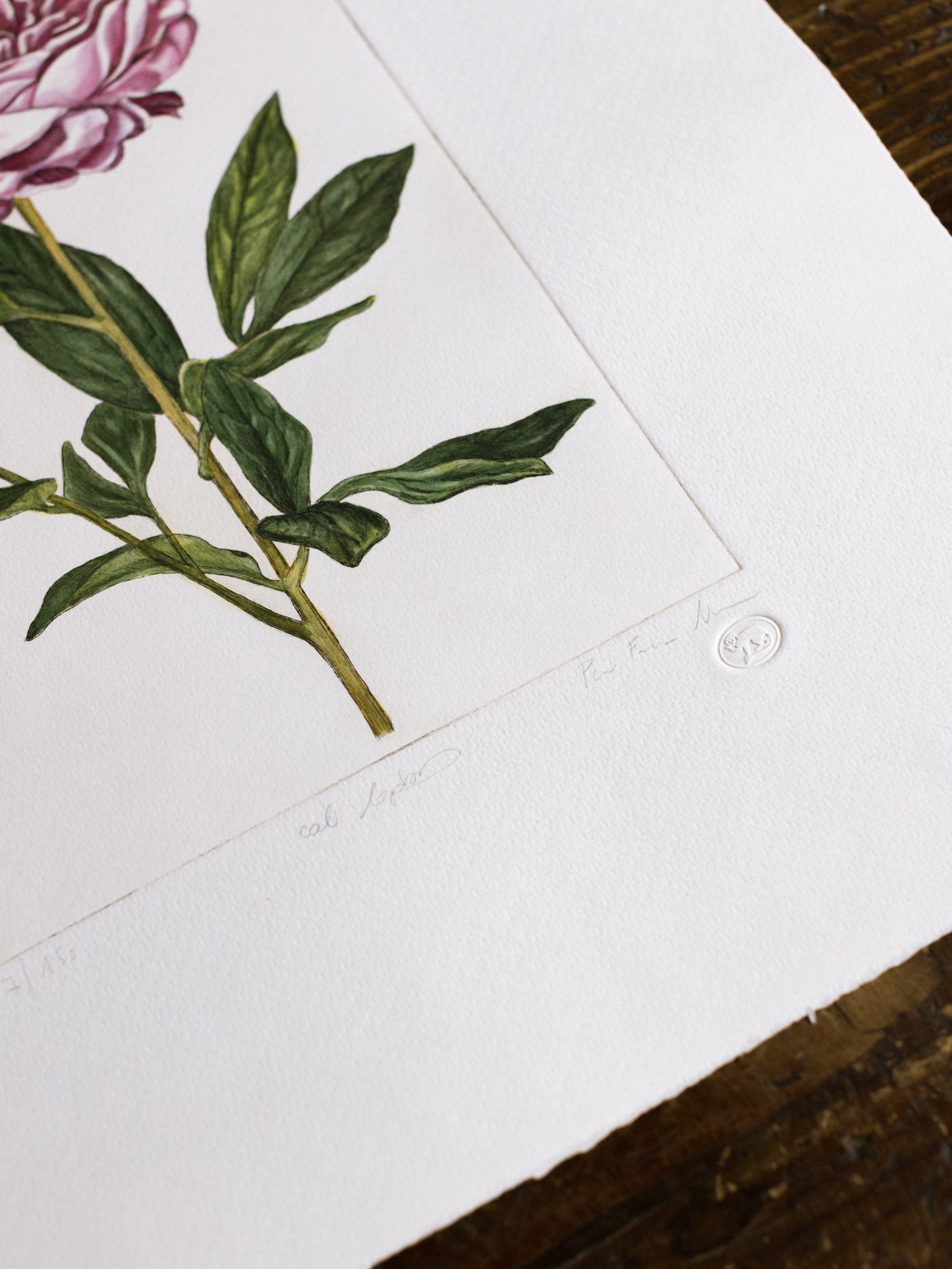"Peonia"
