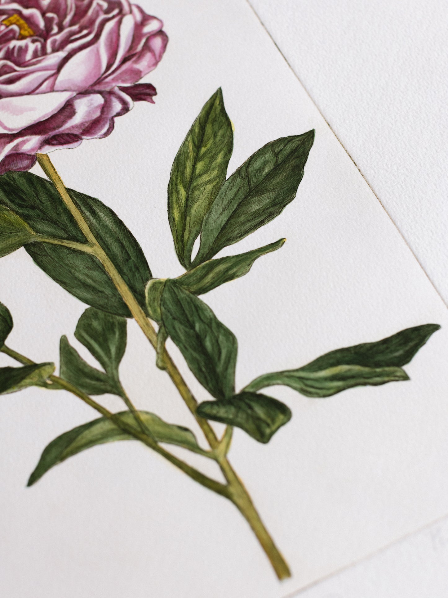 "Peonia"