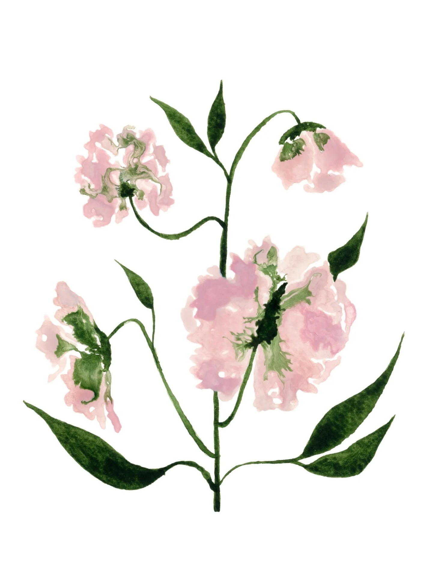 Pink Sweet Pea Greeting Card